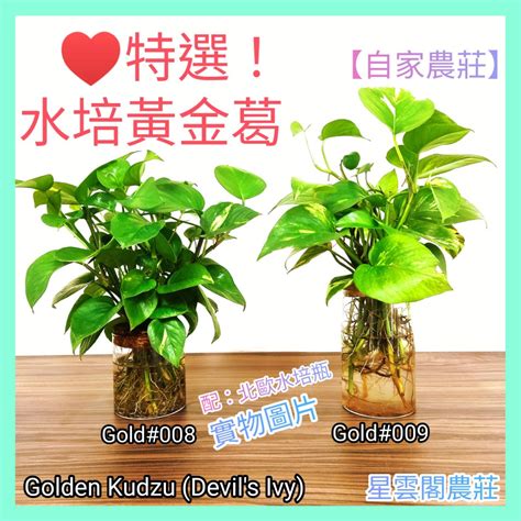 黃金葛廁所植物風水 攥竹穴